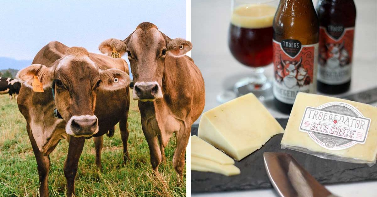 Cows Beer and Cheese