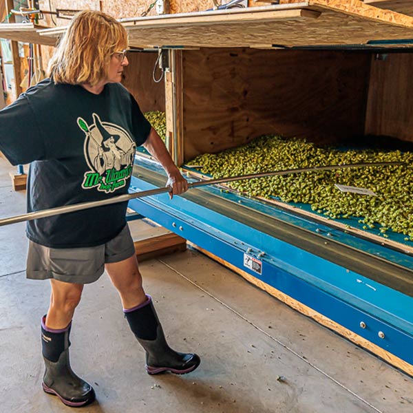 Rose Stahl moving hops in dryer during